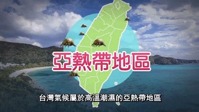 沒蟎家 日本原裝 強力除蟎片_20190424172657.gif